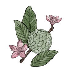 qConv-Upload - custard apple final - small
